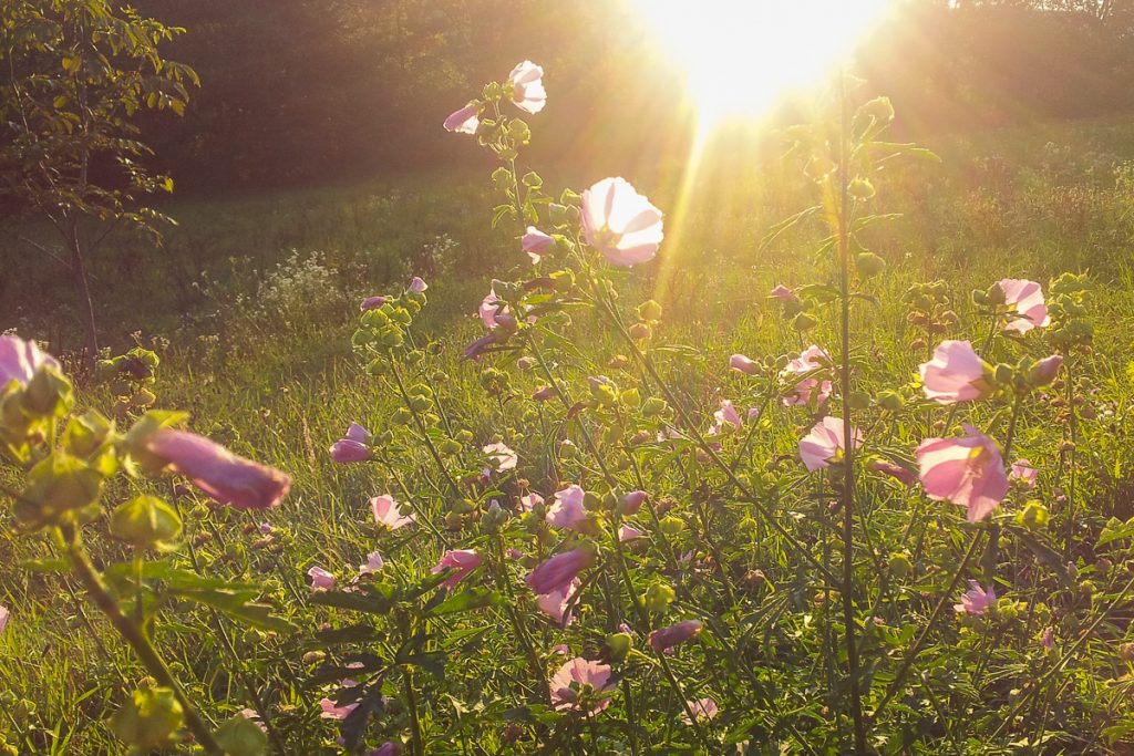 Herbst auf der Wiese im Sonnenlicht