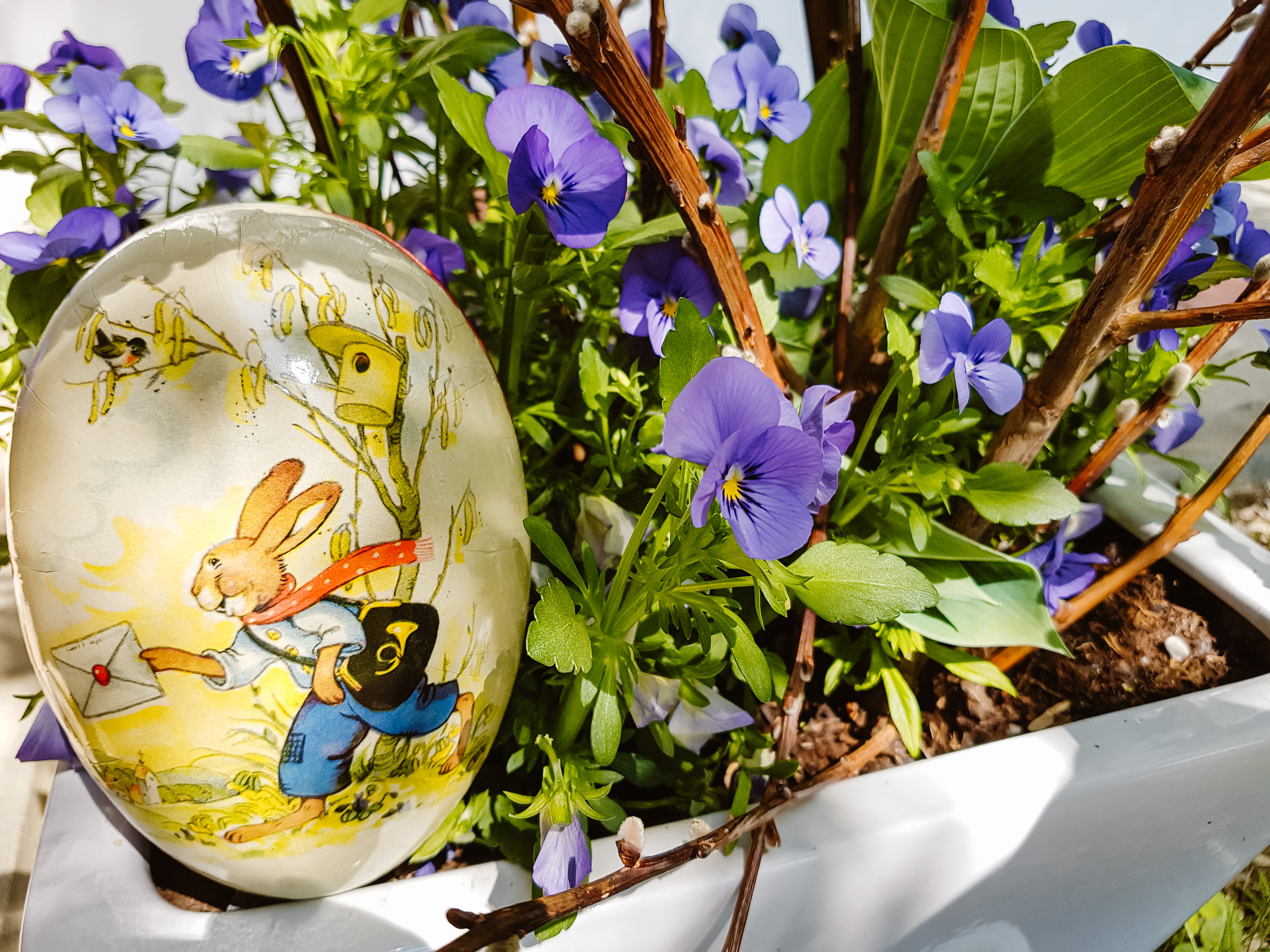 Violette Stiefmütterchen blühen in einem weißen Topf, im Vordergrund liegt ein Dekoei mit einem Osterhasen-Motiv darauf