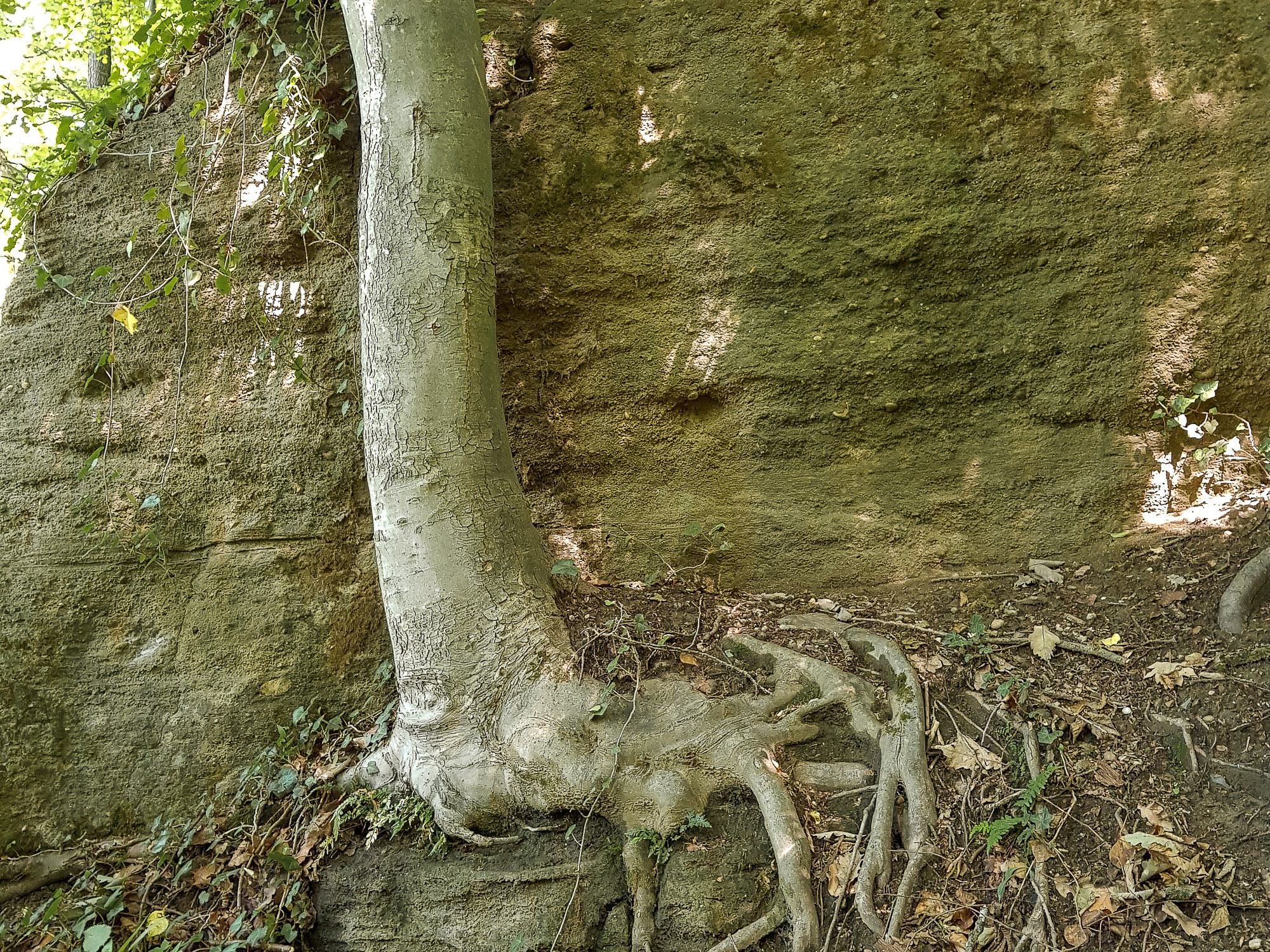 Baum wächst aus Basalt-Wand empor