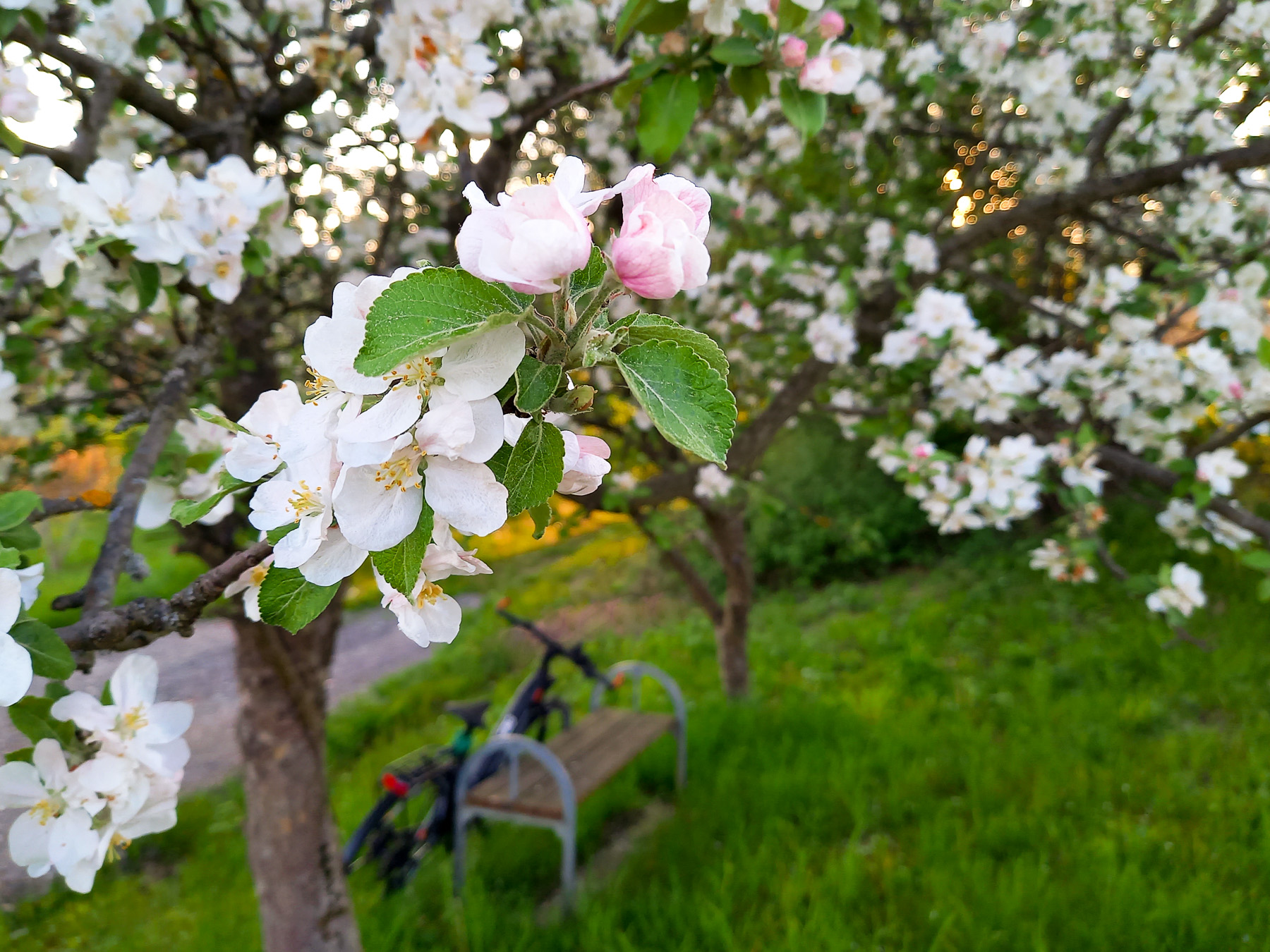 E-Bike lehnt unter blühendem Apfelbaum an einer Bank