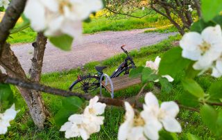 E-Bike lehnt unter blühendem Apfelbaum an einer Bank