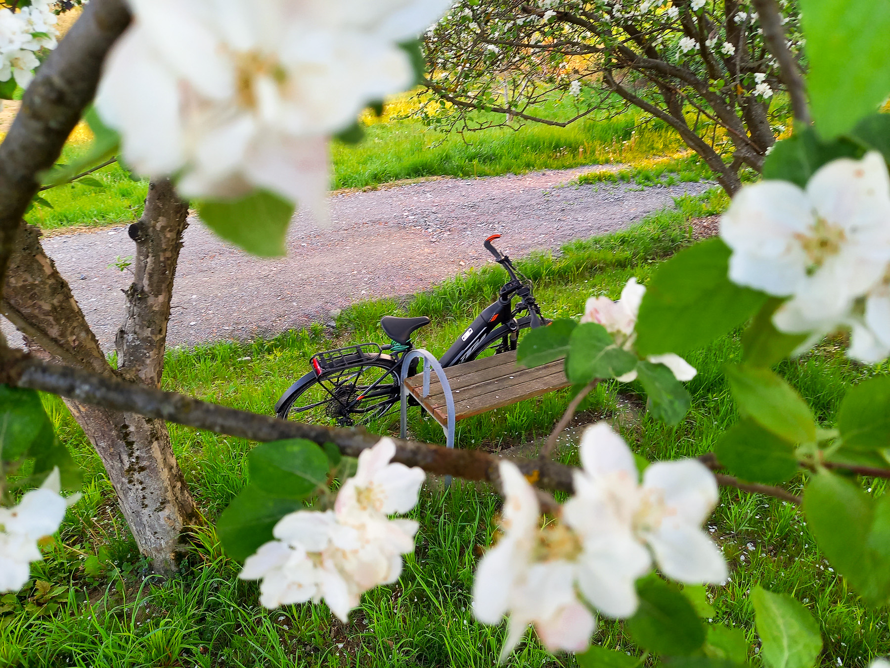 E-Bike lehnt unter blühendem Apfelbaum an einer Bank