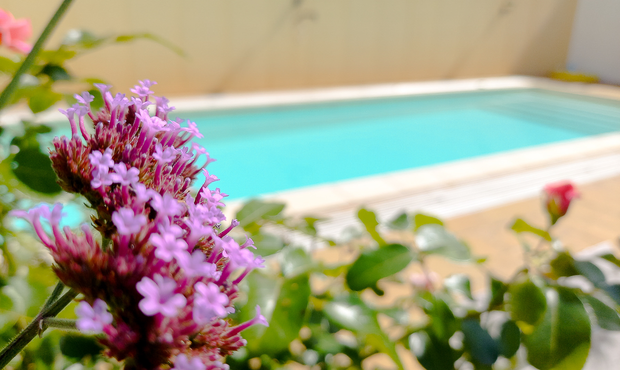 Sonnenhaus: Blühende Blumen am Pool