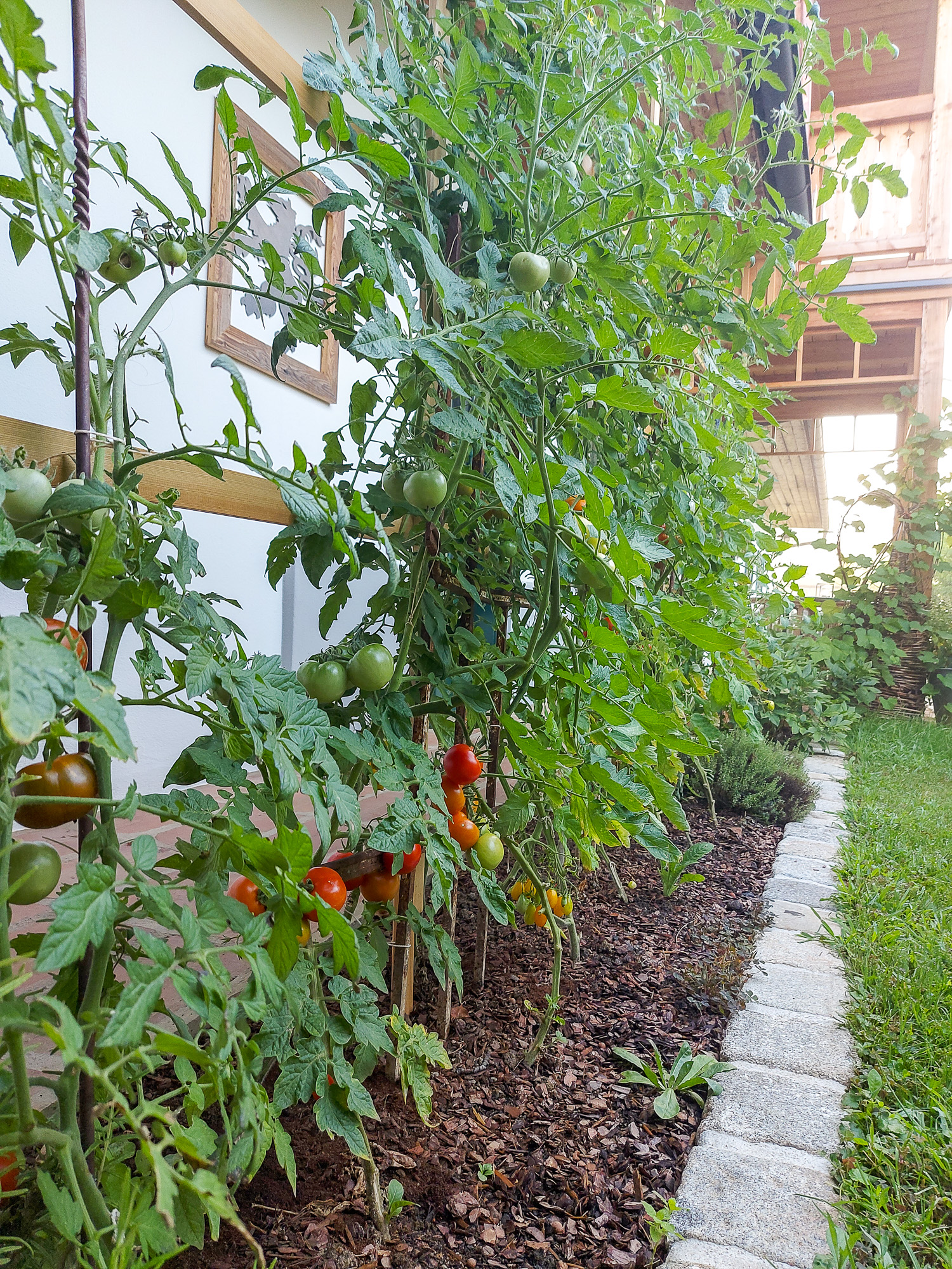 Summer vegetables in the courtyard Ripe tomatoes grow in the courtyard