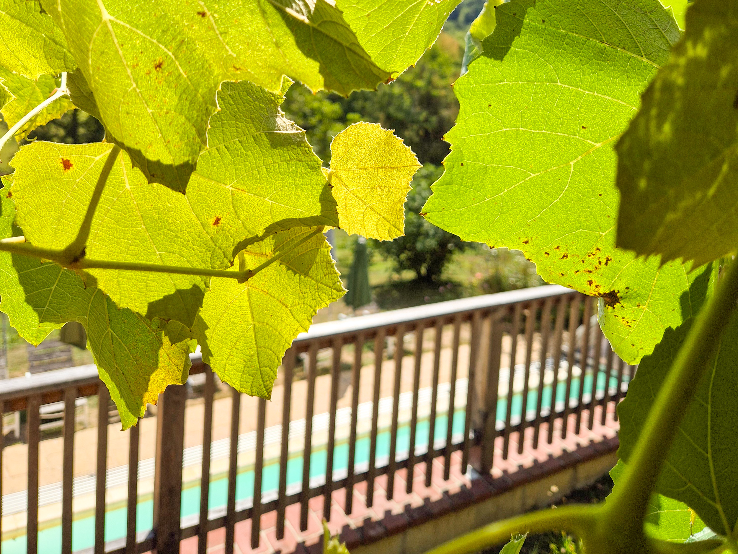 Garden with pool and vine bower Vine bower with a wooden railing that separates meadow and pool