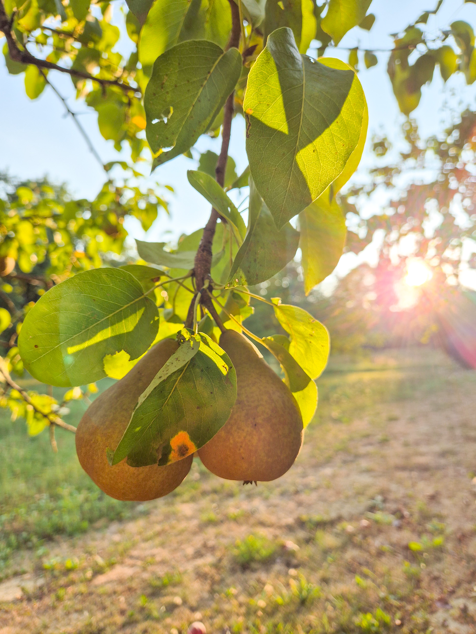 Pears in the garden Ripe pears hang on a tree bathed in evening light