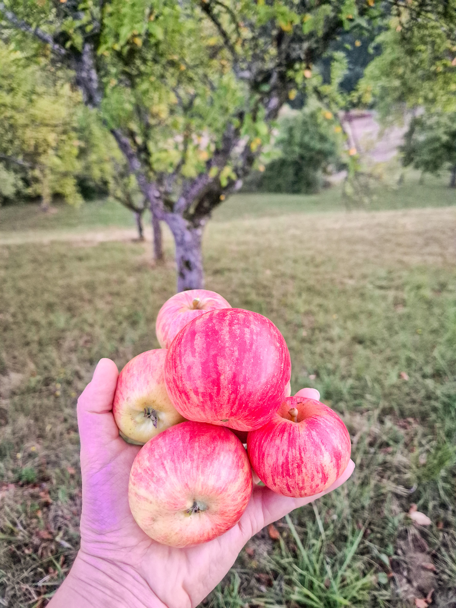 Harvesting apples in late summer A hand full of ripe apples