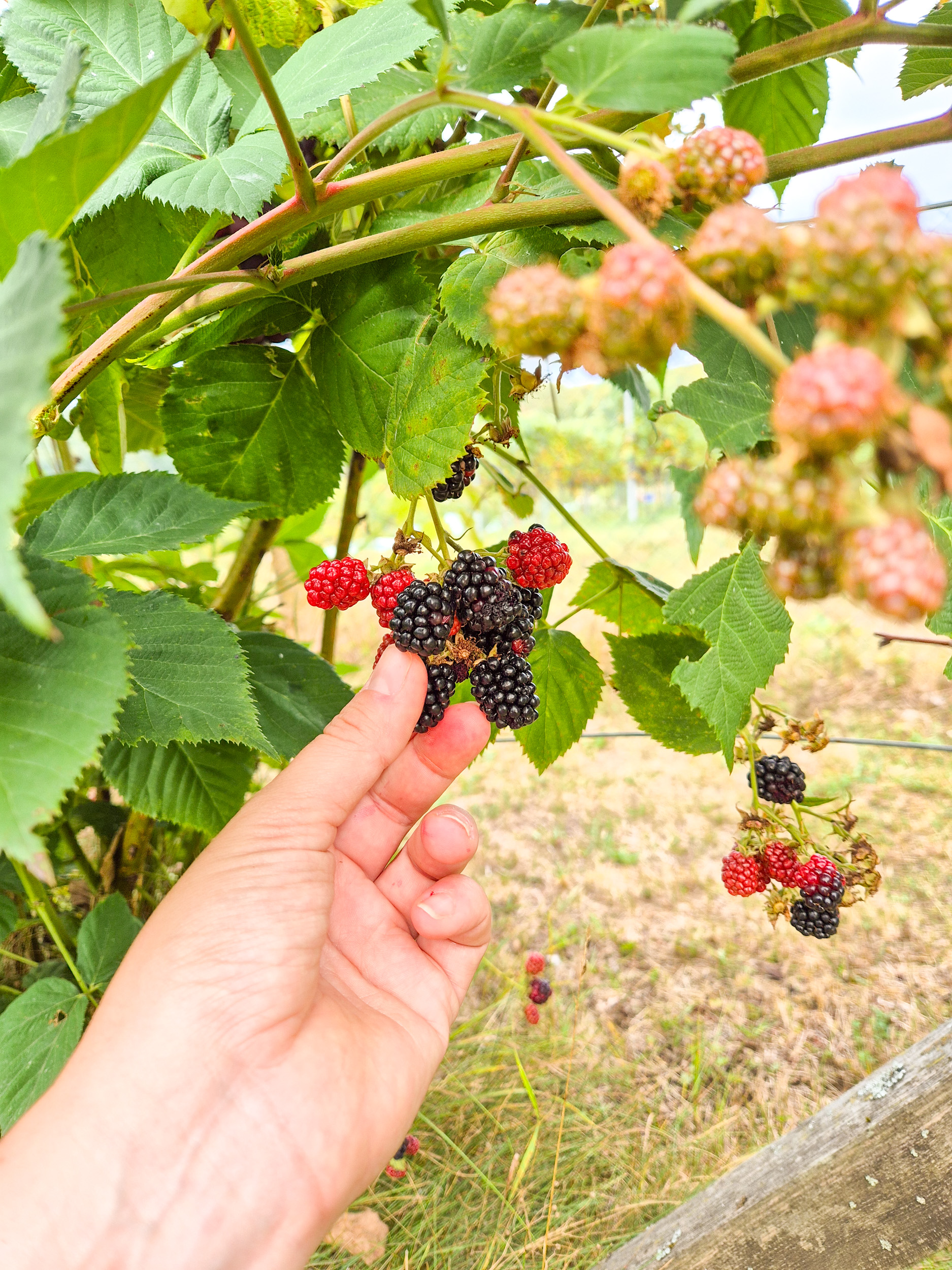 Blackberries in the garden Ripe blackberries are being harvested