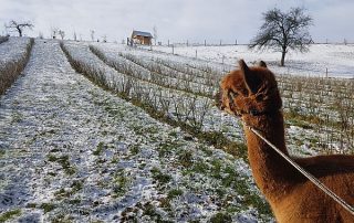 Winter-Wanderung mit Alpaka