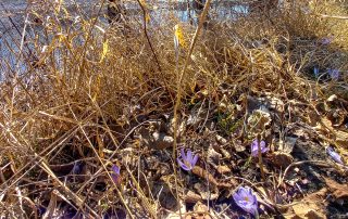 Violetter Krokus in den Murauen