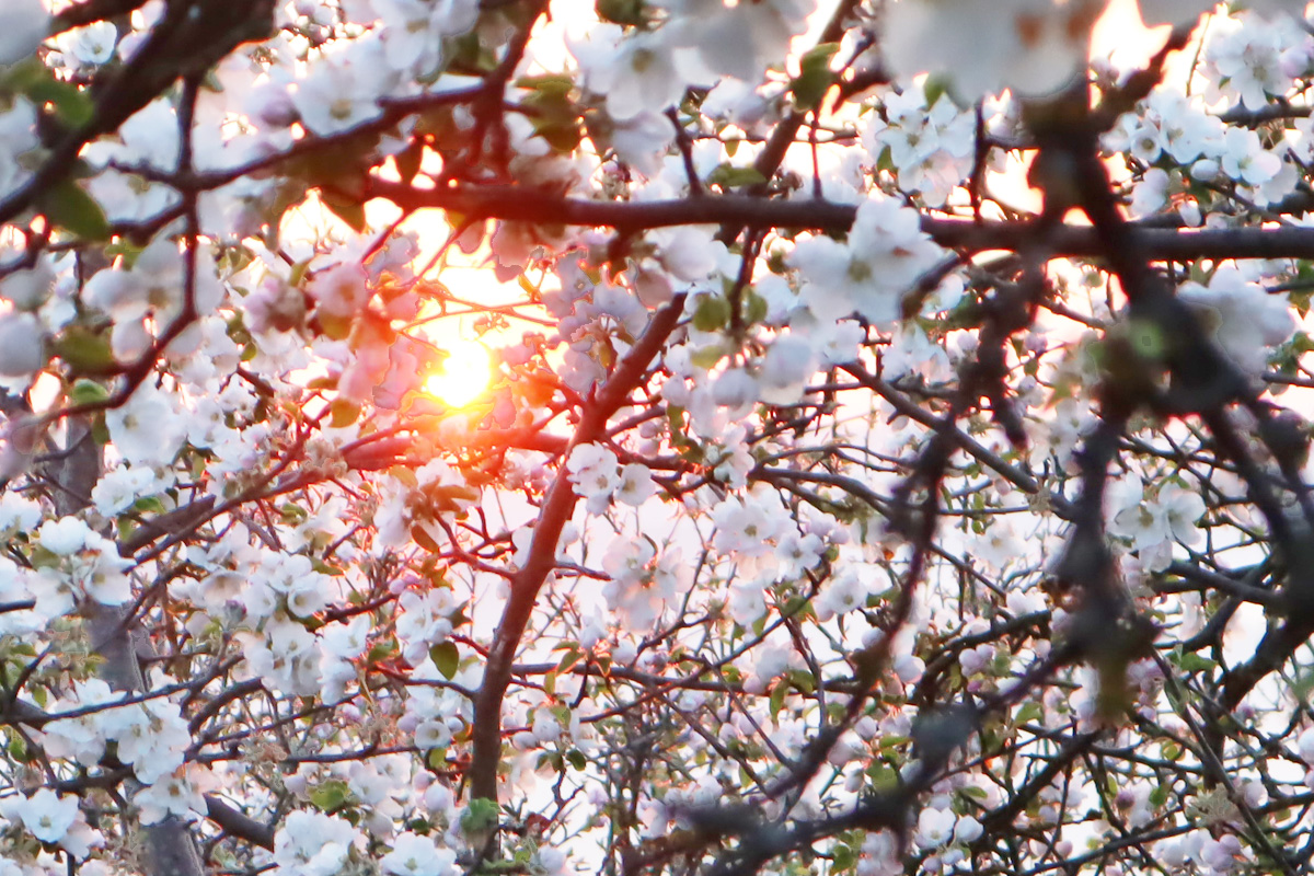 Sonnenaufgang zur Streuobstblüte im Sonnenhaus Grandl
