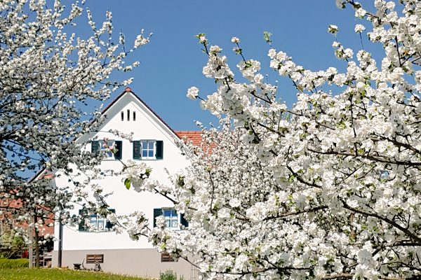 Weißes Blütenmeer der Apfelbäume im Frühling
