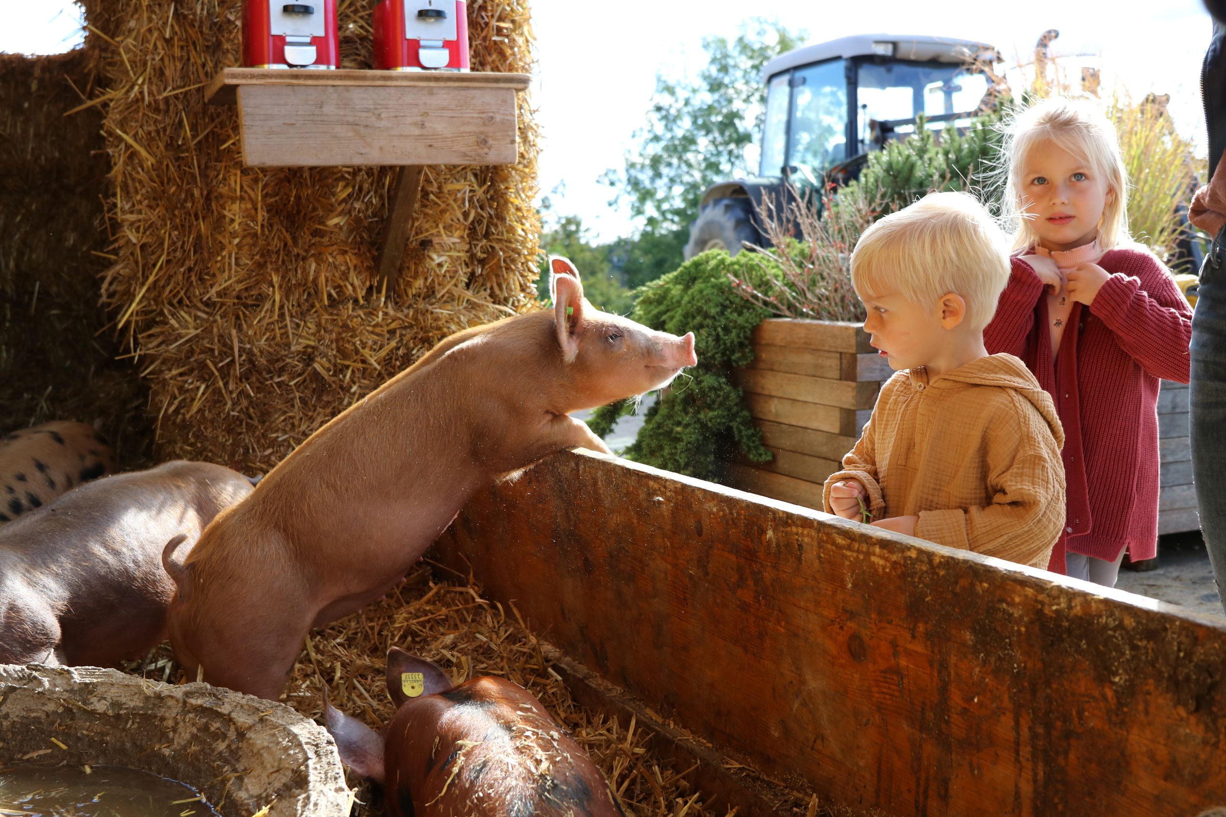 Zwei Kinder stehen vor einem Zaun, ein Ferkel schaut darüber